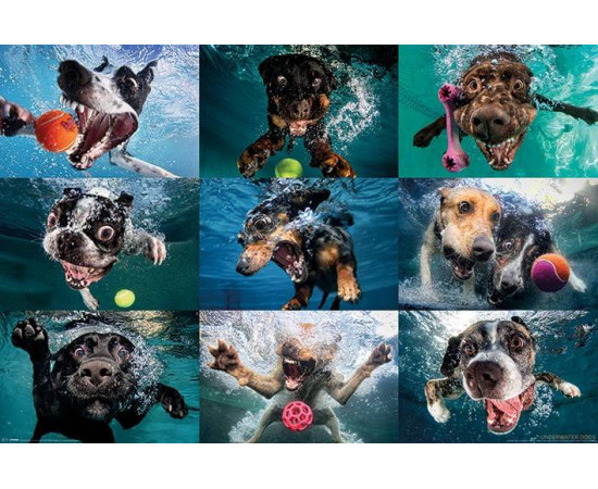 Underwater Dogs Maxi Poster