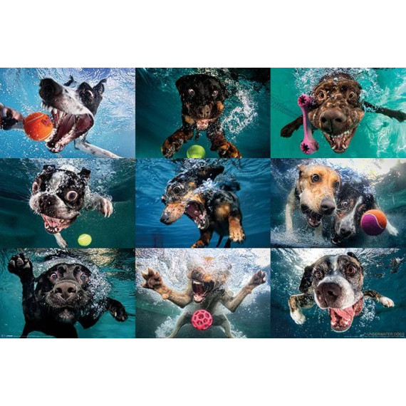 Underwater Dogs Maxi Poster